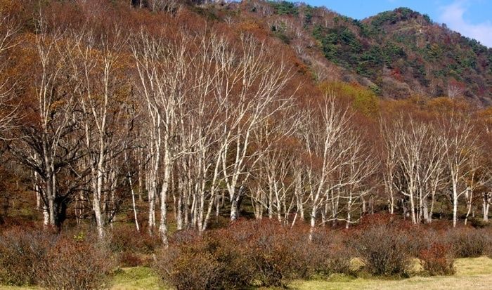 群馬県、赤城山の木々