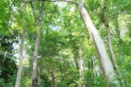 キャンプ場の周辺の松やシラカバの木