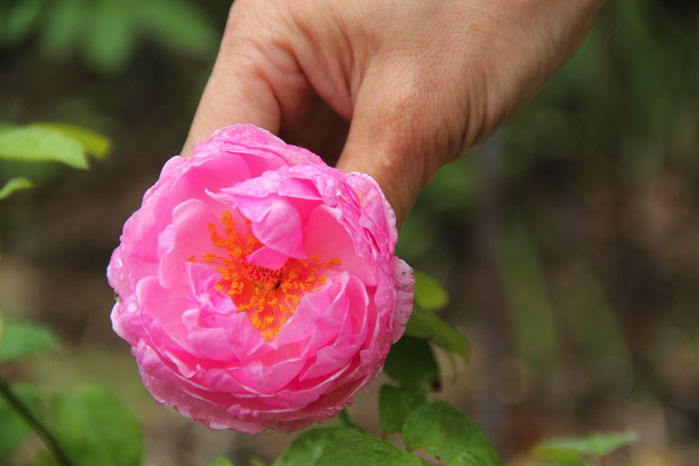 千葉県の「バラの学校」のバラの花摘み体験