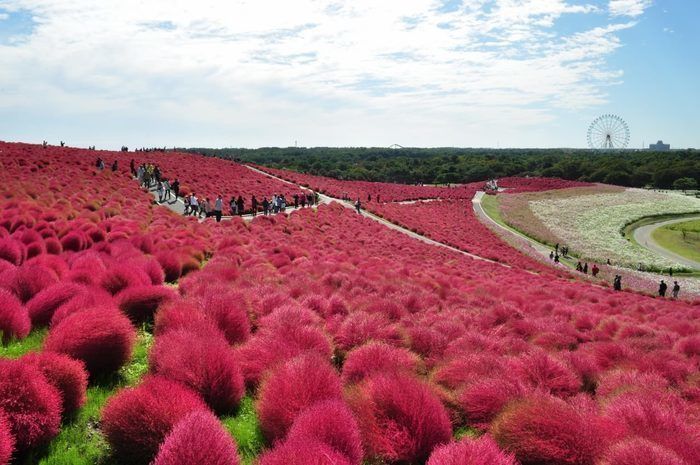 ひたち海浜公園一面に咲くコキア