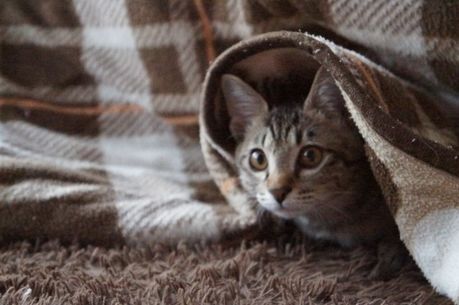 コタツで暖まる猫