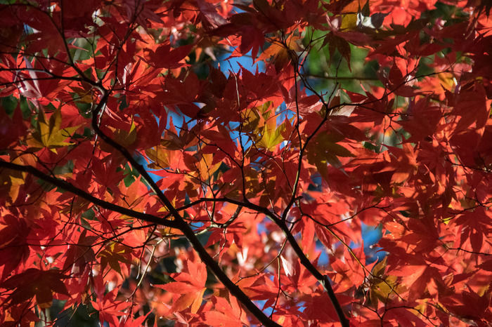 稲荷山コースの紅葉