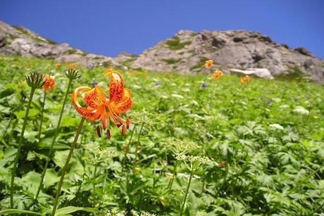 山小屋の近くに咲く花