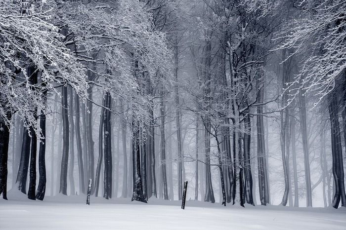 雪が積もった森林