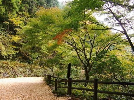 三頭山のトレッキングコース