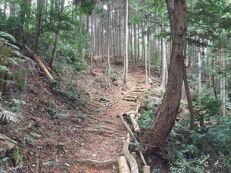 林の中の登山道