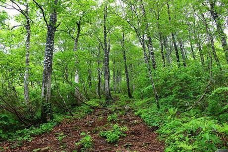 自然豊かな登山道