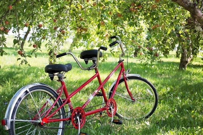 木の下に止められた赤い自転車