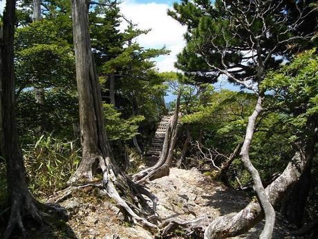 木々が生い茂る山