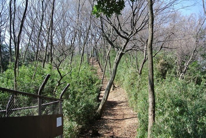 草が茂った山道