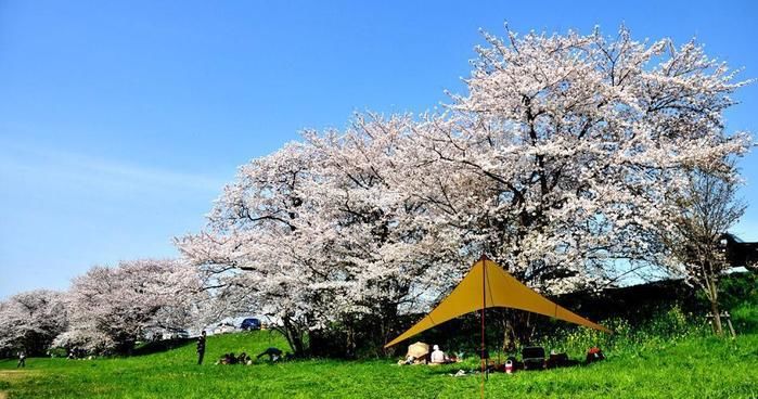 桜の木の下でのキャンプ