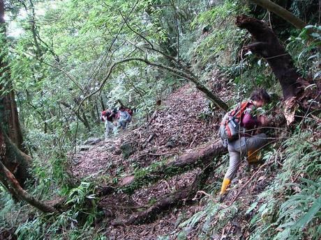 木々が倒れている険しい山道を登る女性