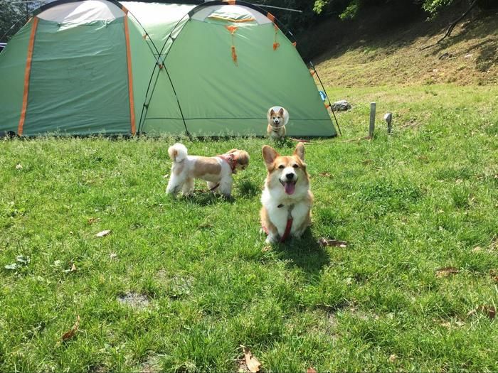 テントと走り回る犬