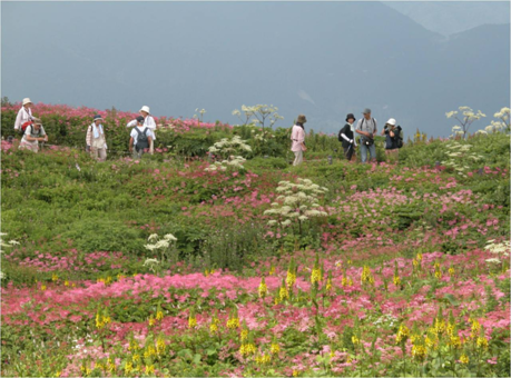 伊吹山の花畑