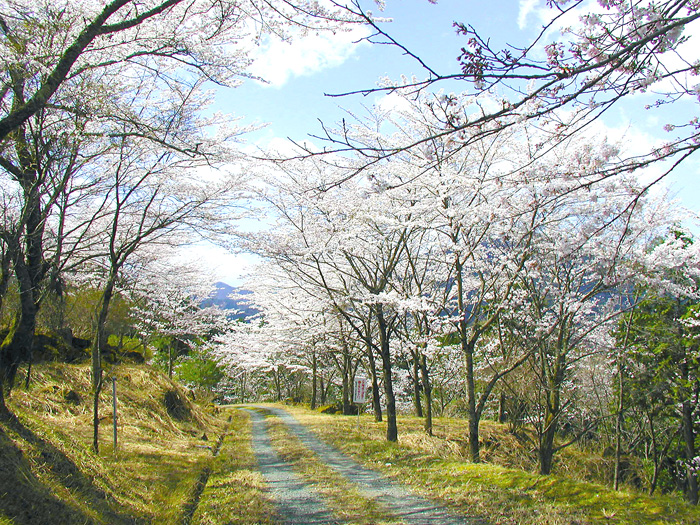 立雲峡の桜並木