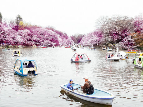 春の井の頭公園の池の様子