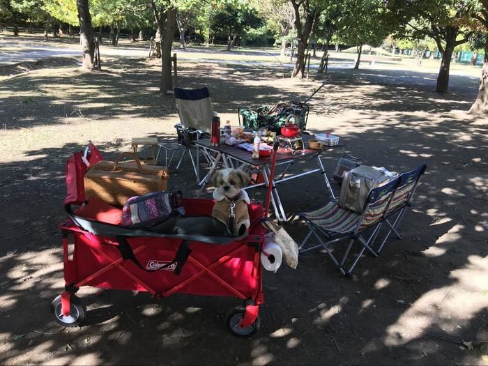 アウトドアワゴンに乗った犬