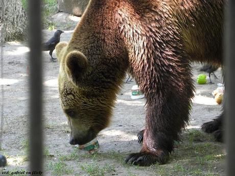 物を食べるクマ