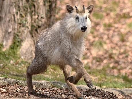 森に生息するカモシカ