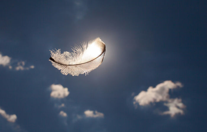 空を舞う羽