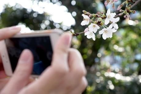 スマホで桜の花を撮る様子