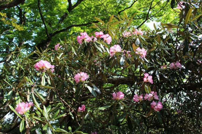 天城山の天城シャクナゲコースに咲くアマギシャクナゲの花