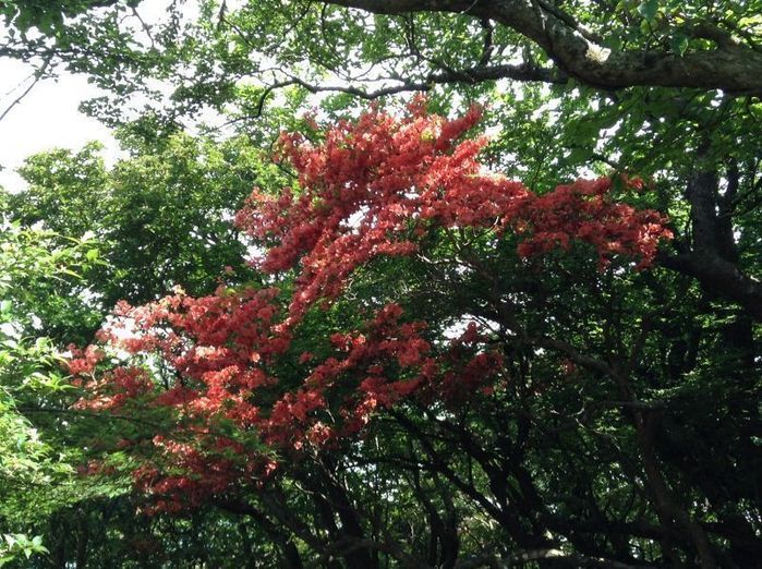 紅葉した天城山の木