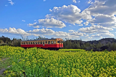 菜の花畑を通る電車