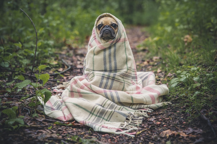ネックウォーマーに包まる犬