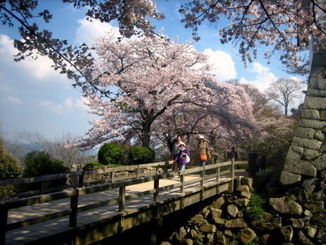 彦根城の堀と桜
