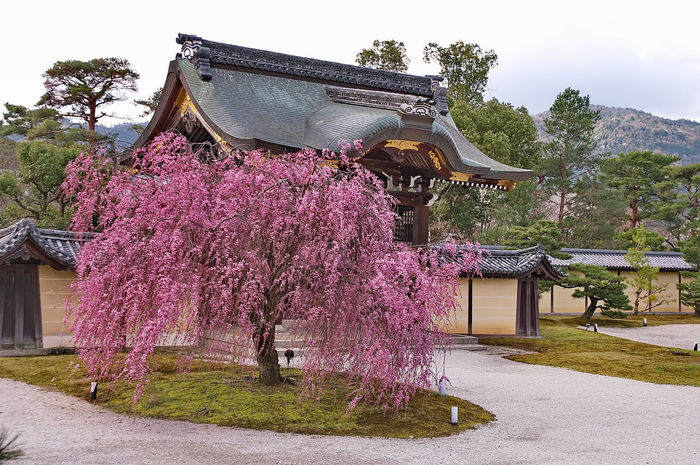 大覚寺と桜