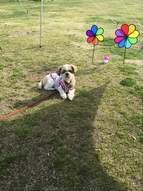 ウィンドスピナーで飾られたテントサイトと犬