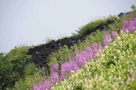 新潟県、平ヶ岳の高山植物