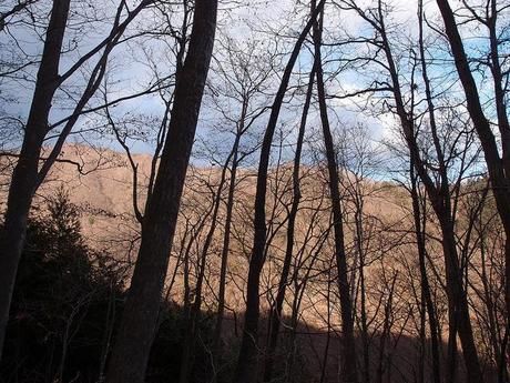 雲取山の木々