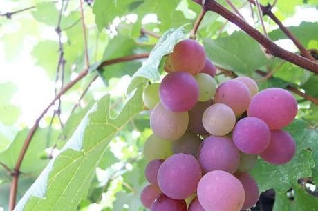 大菩薩嶺のぶどう