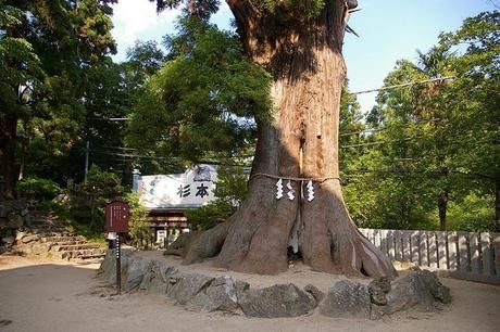 太郎杉