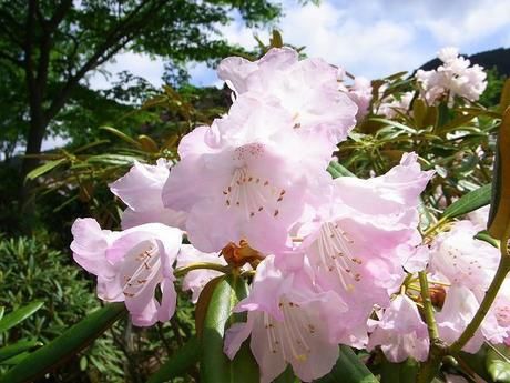 天城山に咲いているピンク色の花
