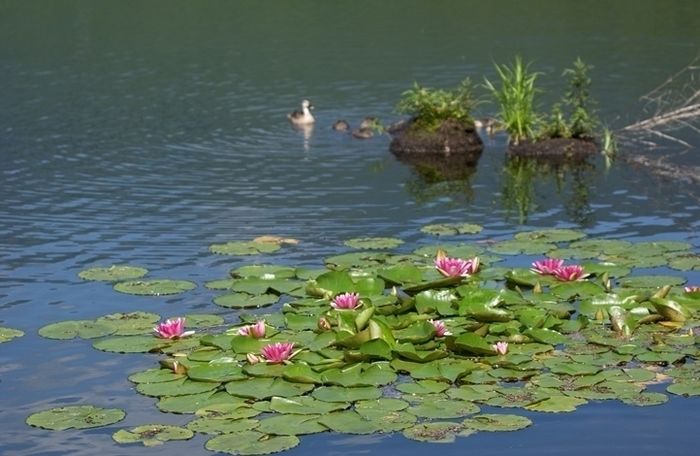 池に浮いた蓮