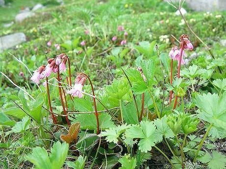 乗鞍岳のハクサンイチゲ