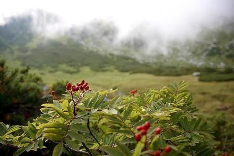 乗鞍岳の高山植物