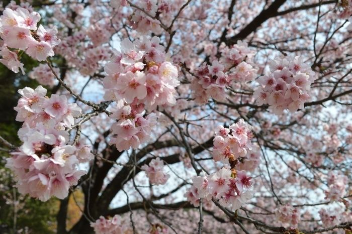 桜の木