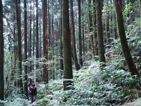 気が生い茂る山道