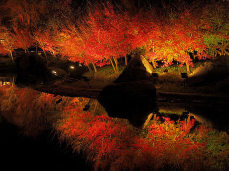 なばなの里の紅葉ライトアップ
