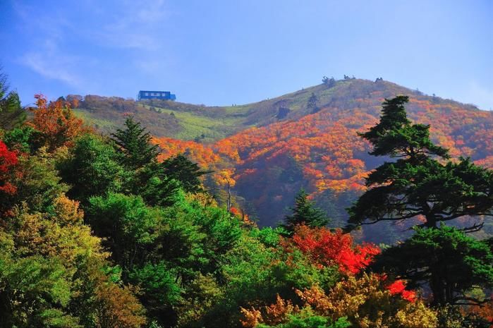 紅葉した剣山の木々