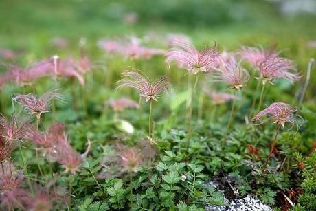 山の中に生えている植物
