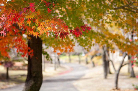 養老公園の紅葉