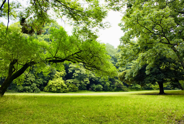 芝生が広がる公園