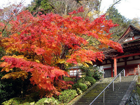 奈良県談山神社の紅葉
