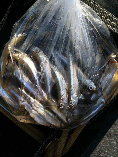 釣りたてのワカサギ