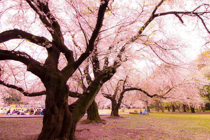 砧公園の桜の木